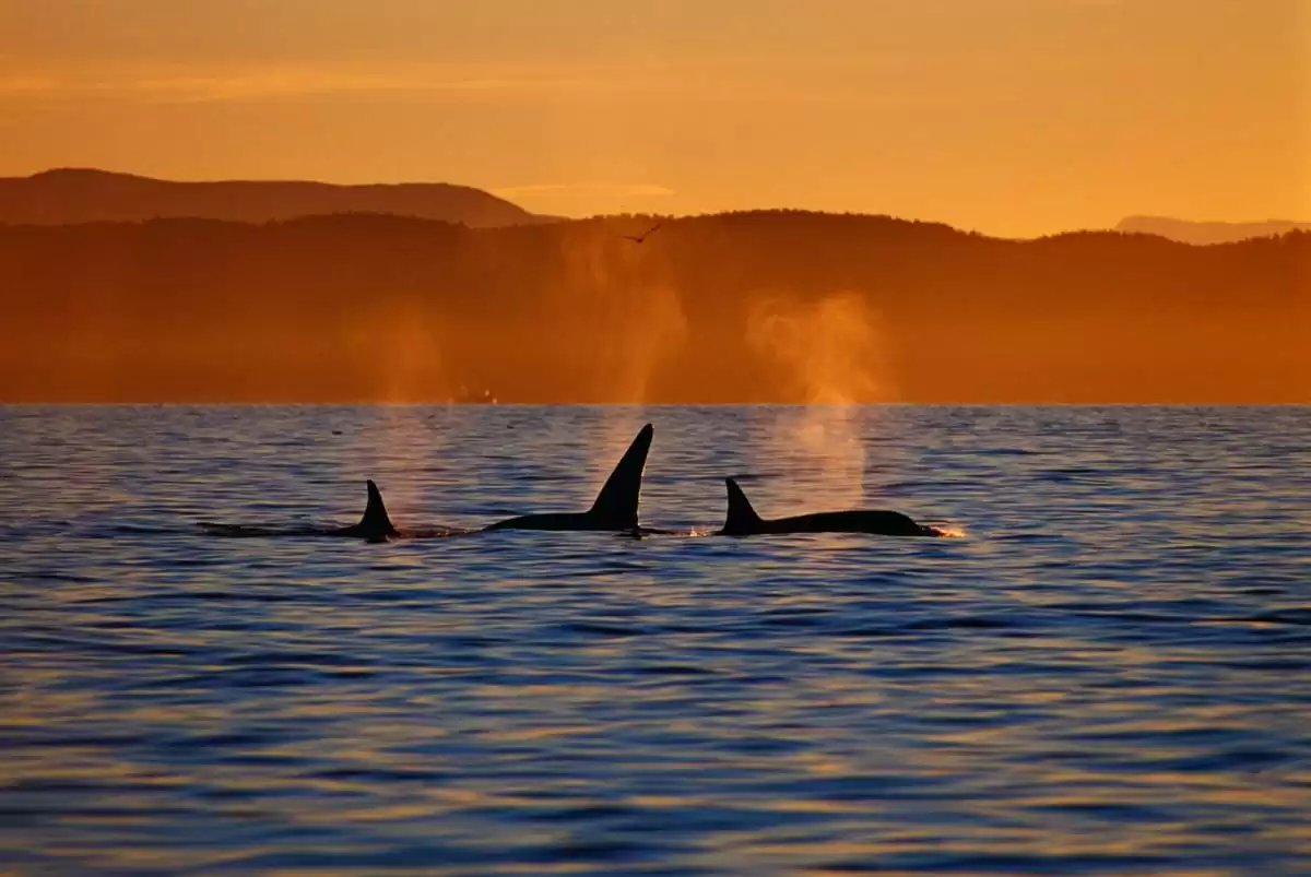 el MS Polarlys :  cabine 8