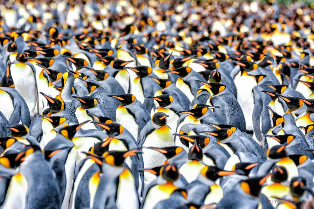 el Le Bougainville :  cabine 20