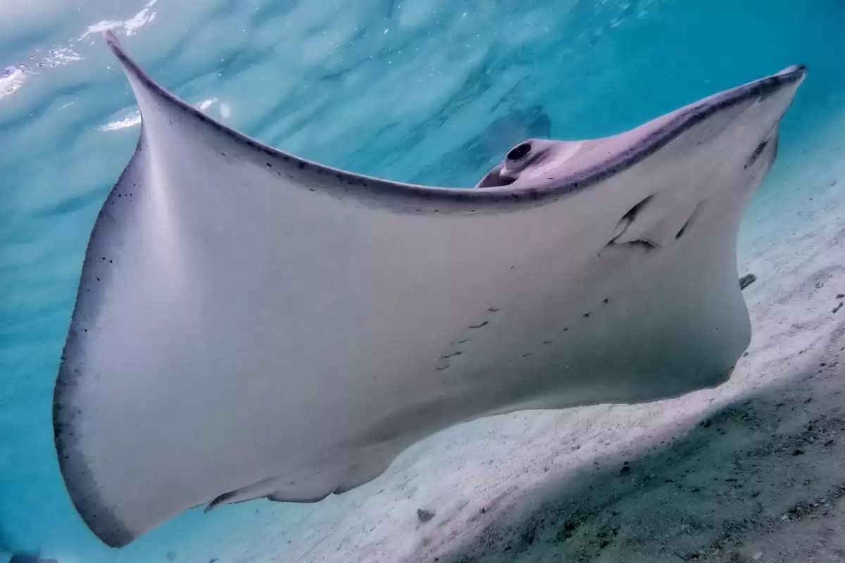 el Le Bougainville :  cabine 48