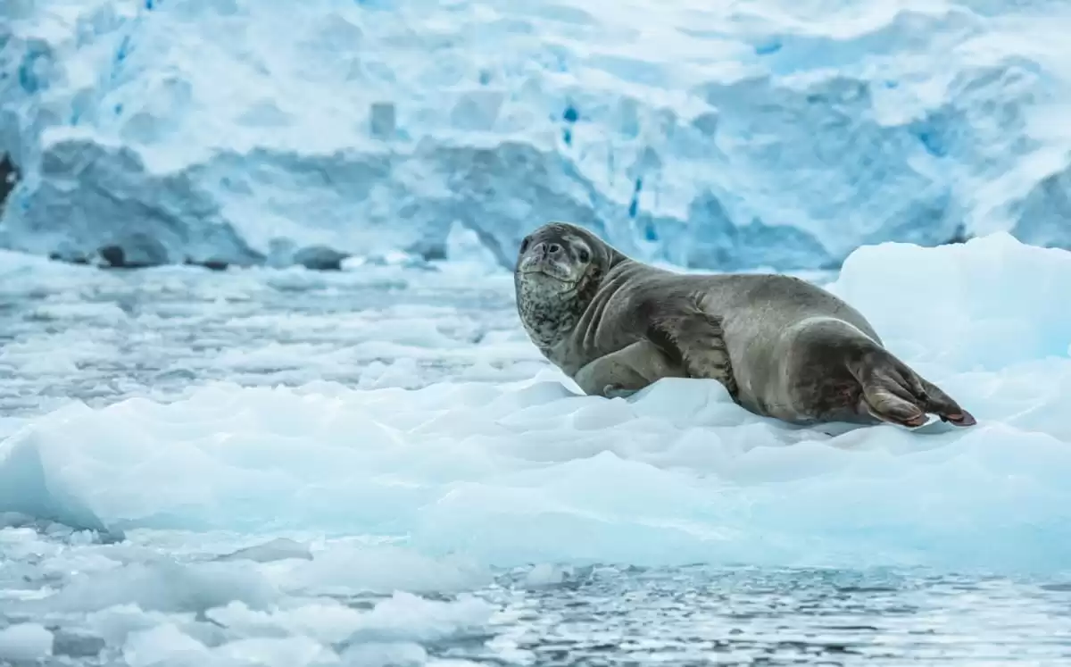 el Le Commandant Charcot :  cabine 0