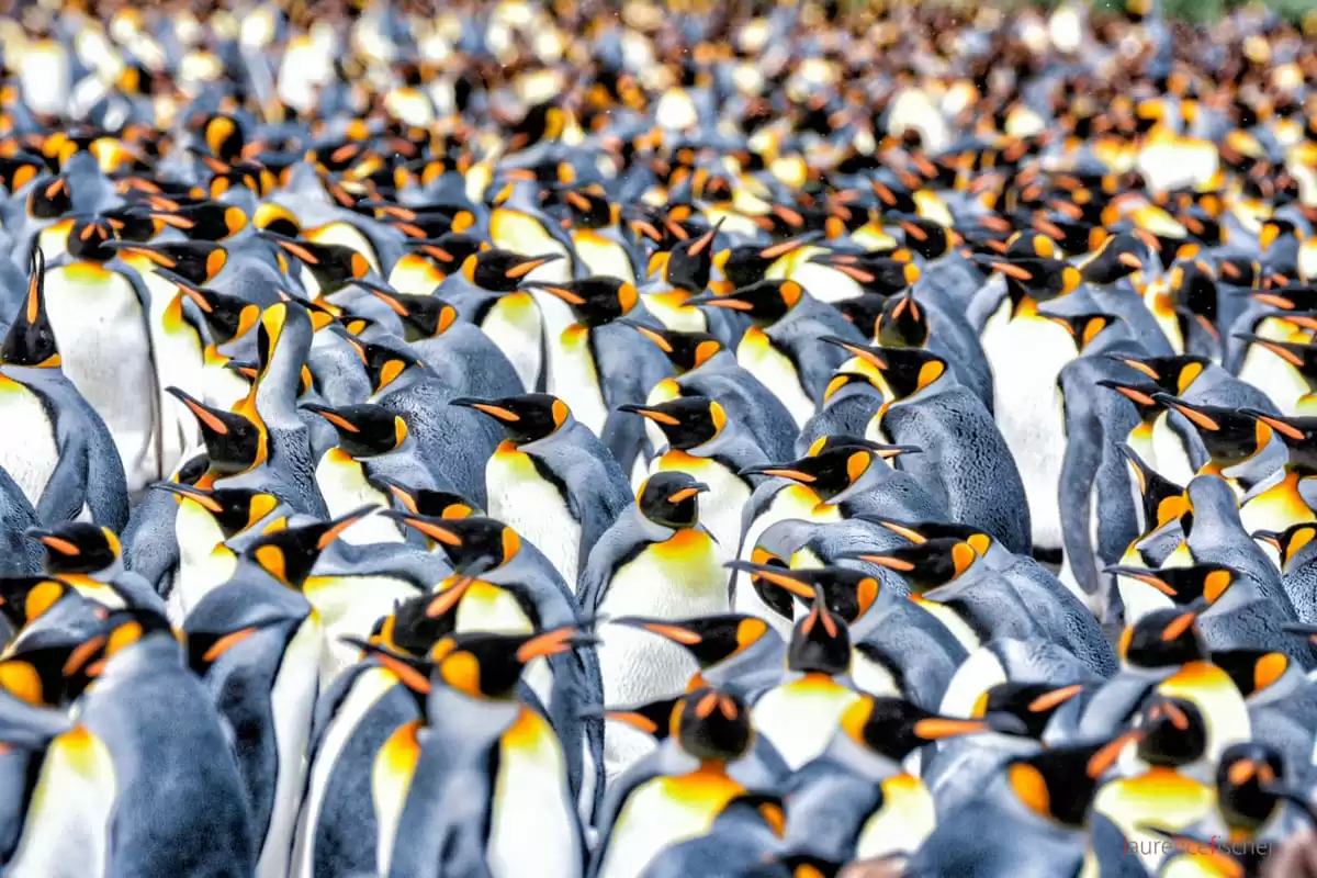 el Le Commandant Charcot :  cabine 2