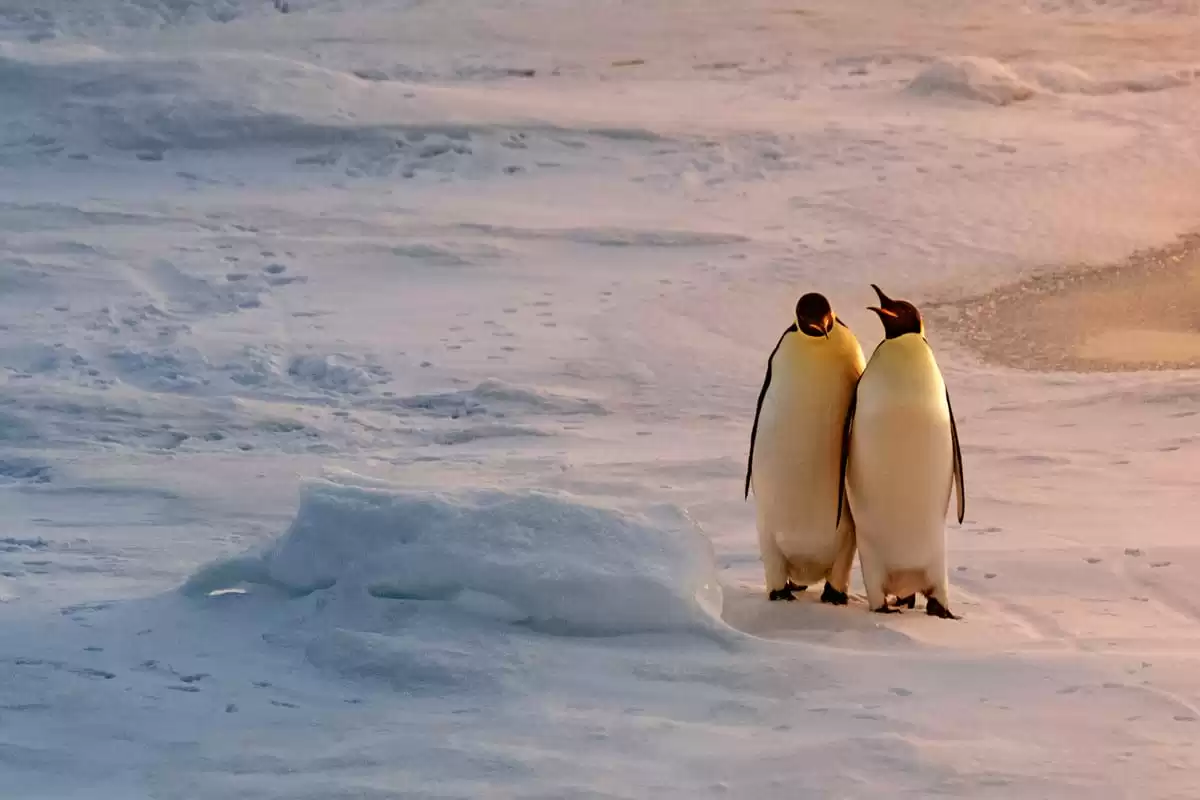 el Le Commandant Charcot :  cabine 3