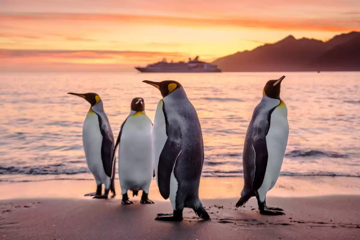 el Le Commandant Charcot :  cabine 4