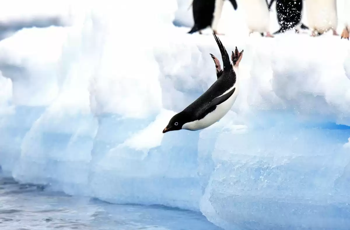 el Le Commandant Charcot :  cabine 6