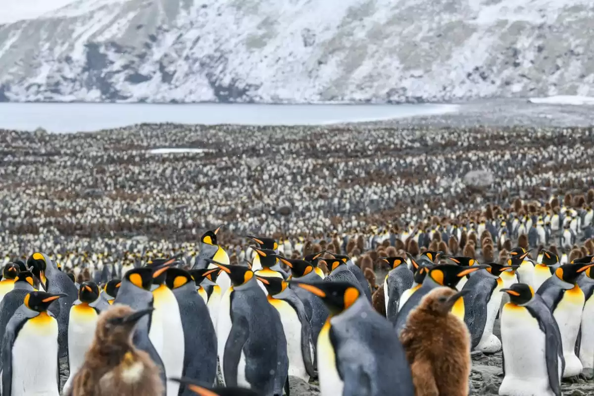 el Le Commandant Charcot :  cabine 13