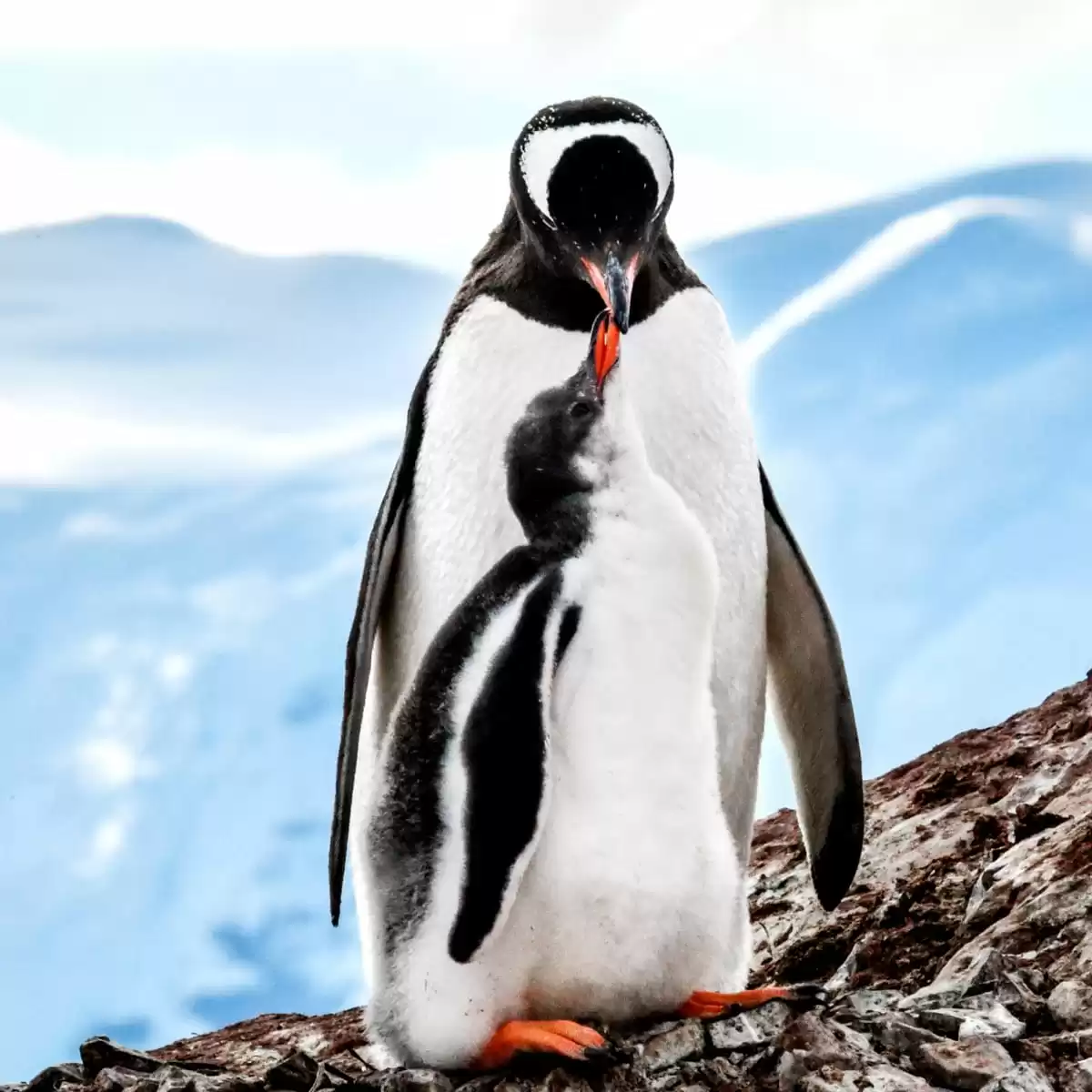 el Le Commandant Charcot :  cabine 16