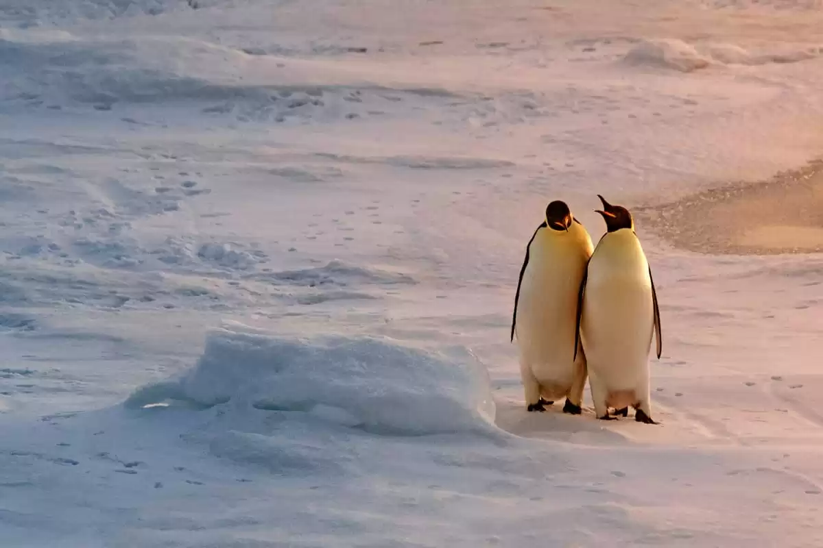 el Le Laperouse :  cabine 2