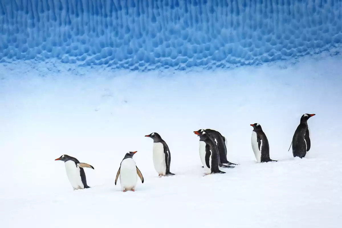 el Le Laperouse :  cabine 29