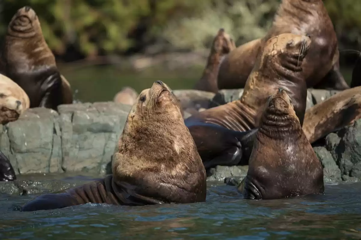 el Seabourn Sojourn :  cabine 8