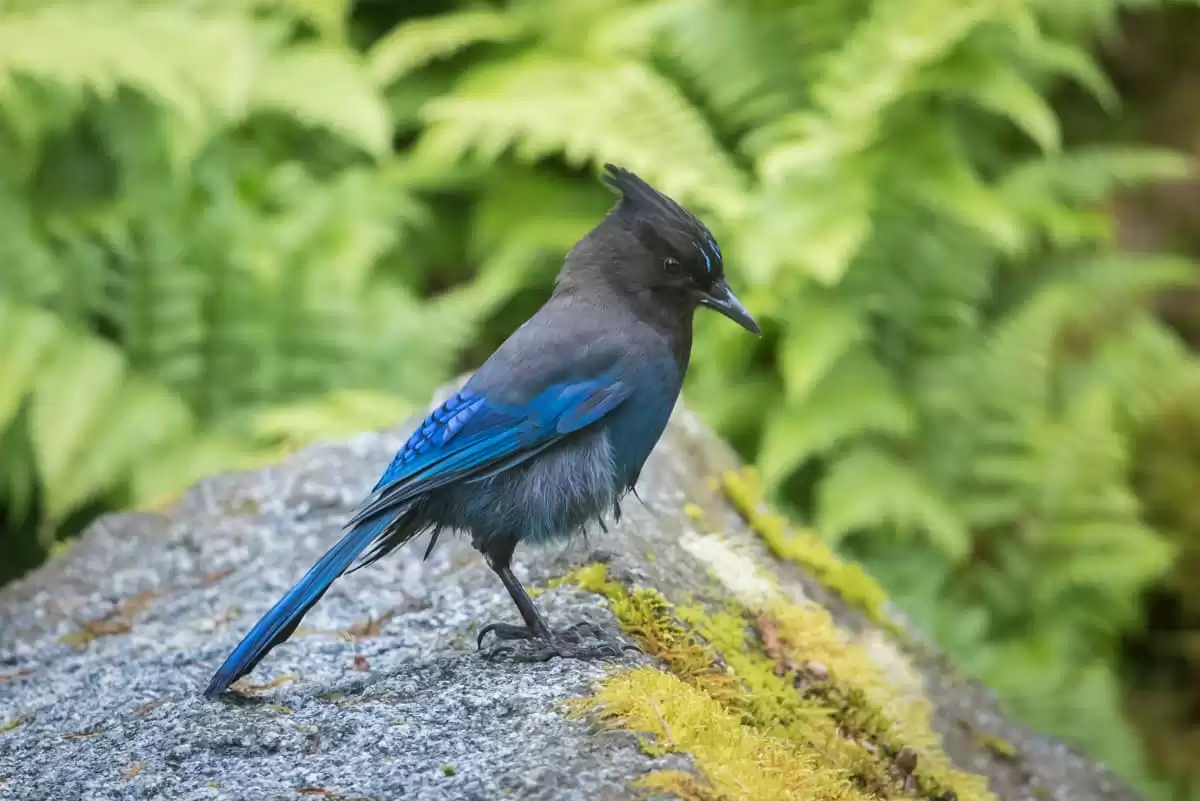el Seabourn Sojourn :  cabine 9