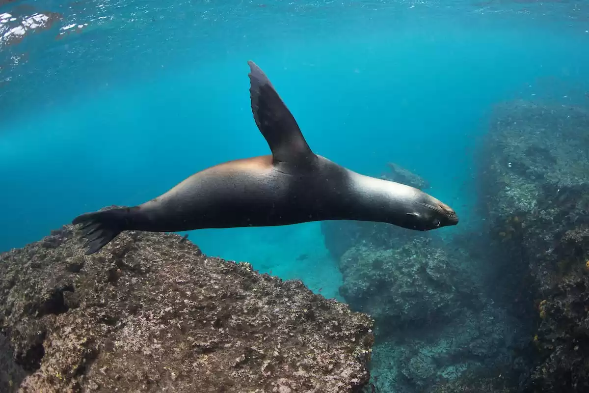 el Silver Origin :  cabine 0