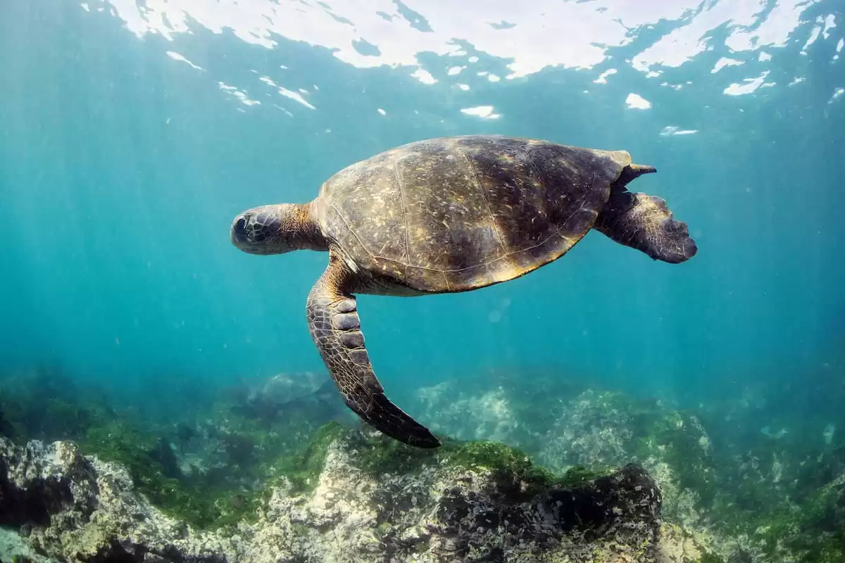 el Silver Origin :  cabine 1