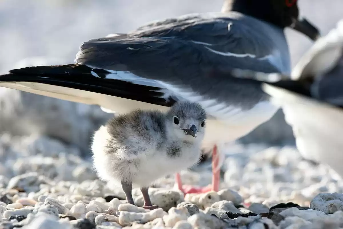 el Silver Origin :  cabine 2