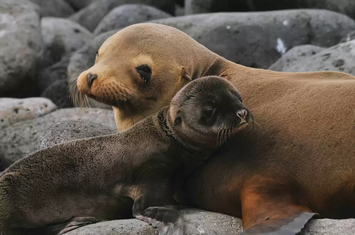 el Silver Origin :  cabine 7