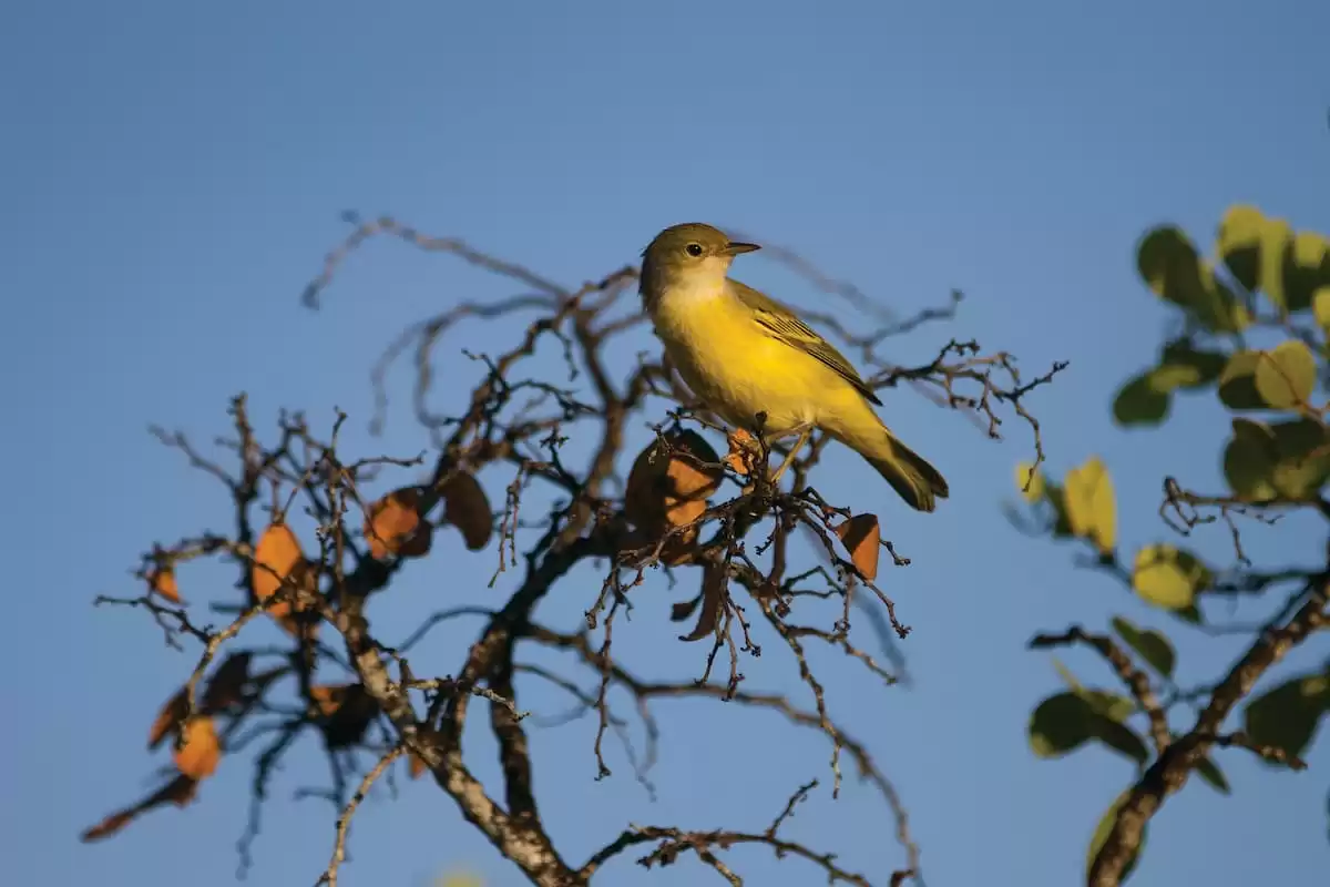 el Silver Origin :  cabine 9