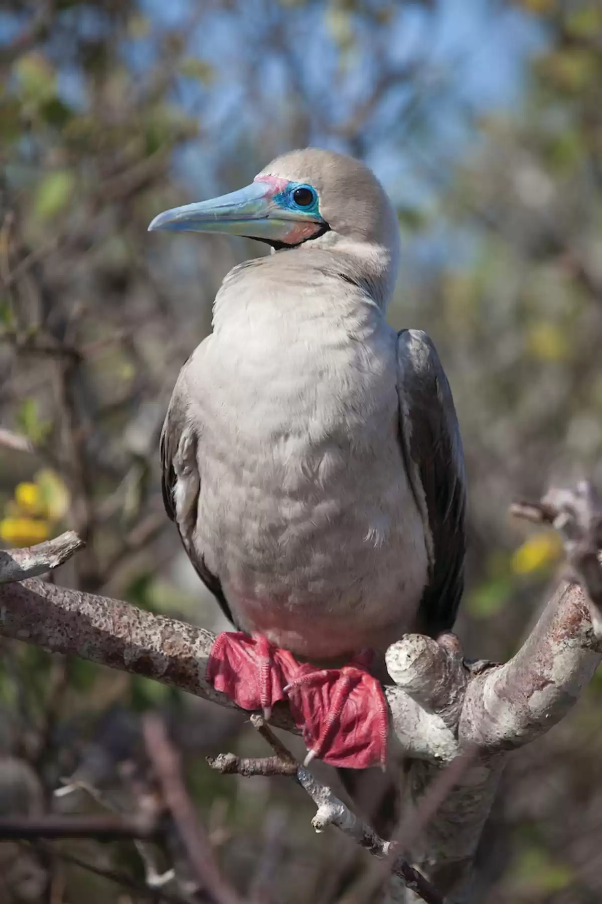 el Silver Origin :  cabine 10