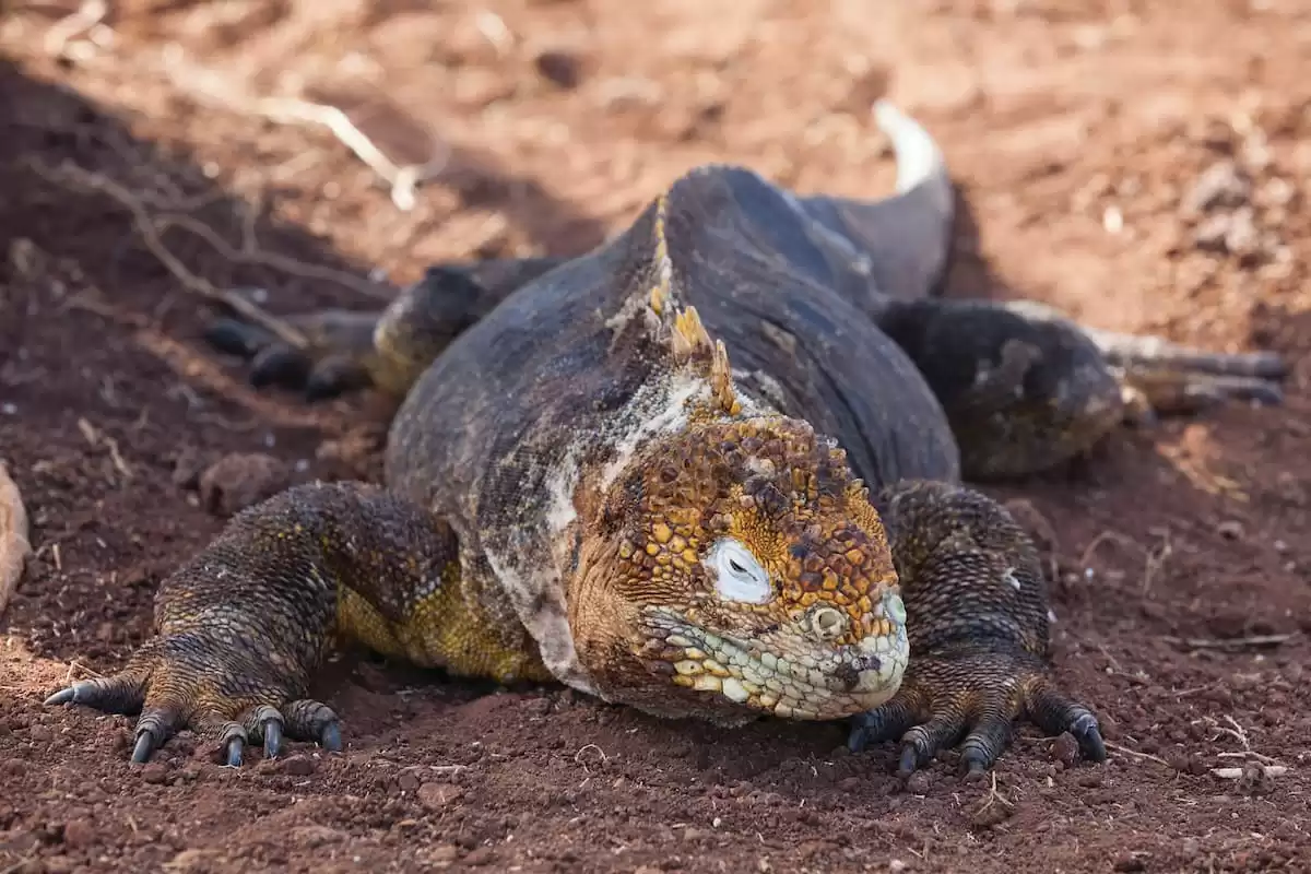 el Silver Origin :  cabine 11