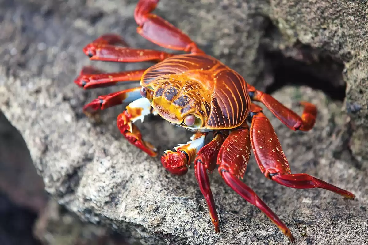 el Silver Origin :  cabine 15