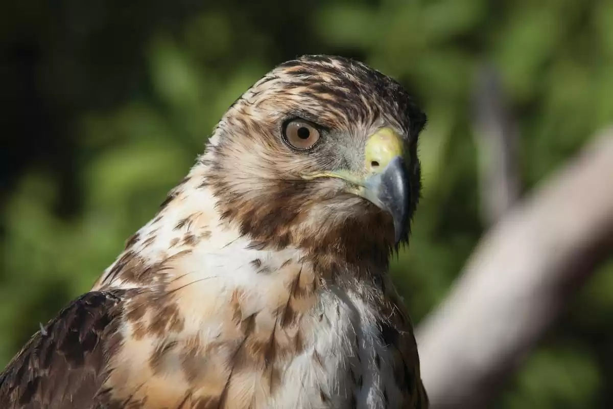 el Silver Origin :  cabine 16