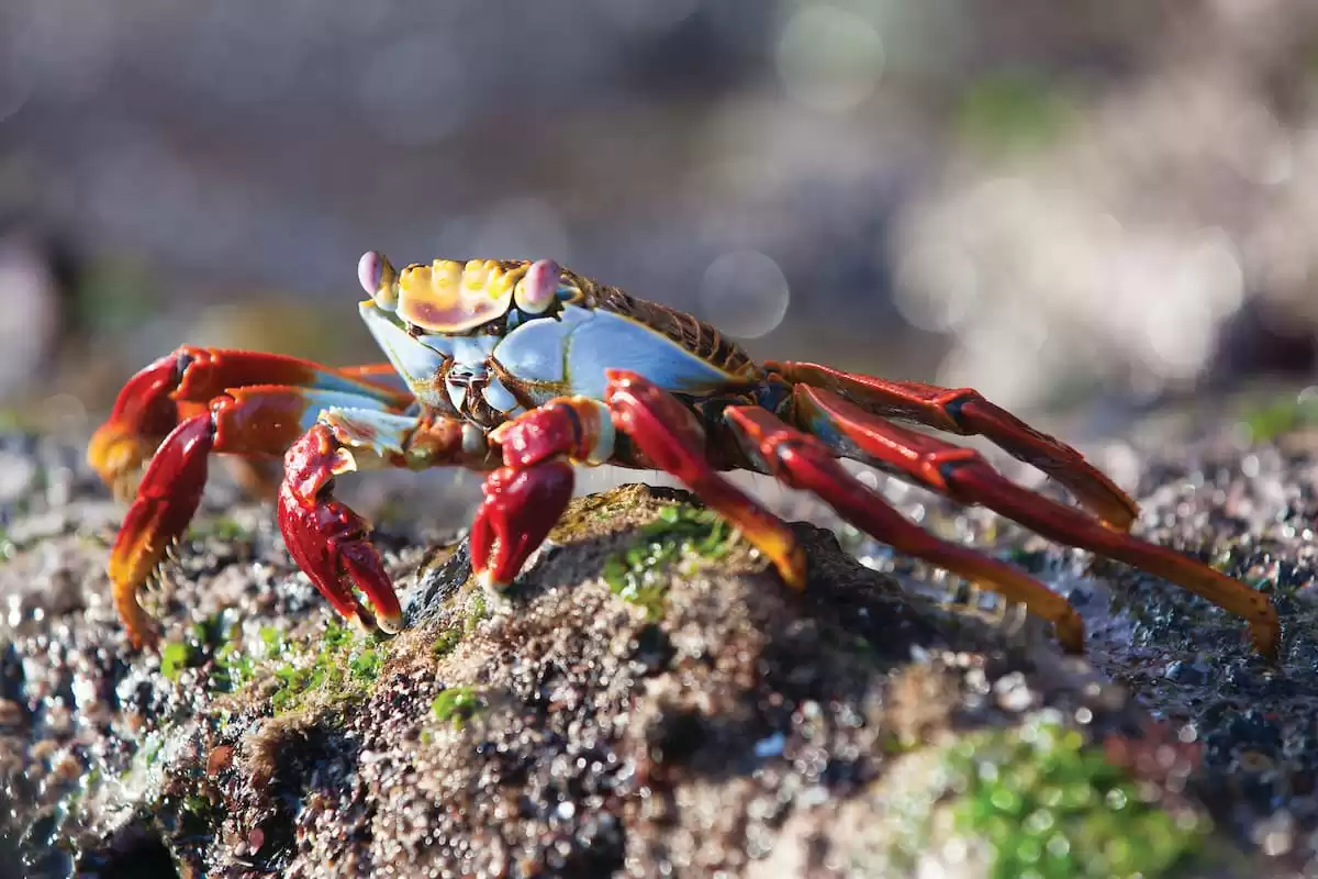 el Silver Origin :  cabine 18