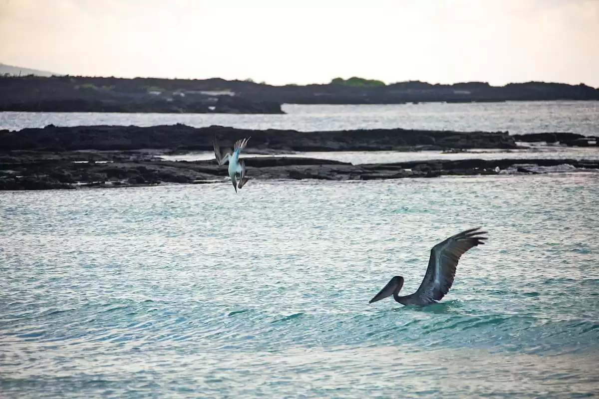 el Silver Origin :  cabine 19