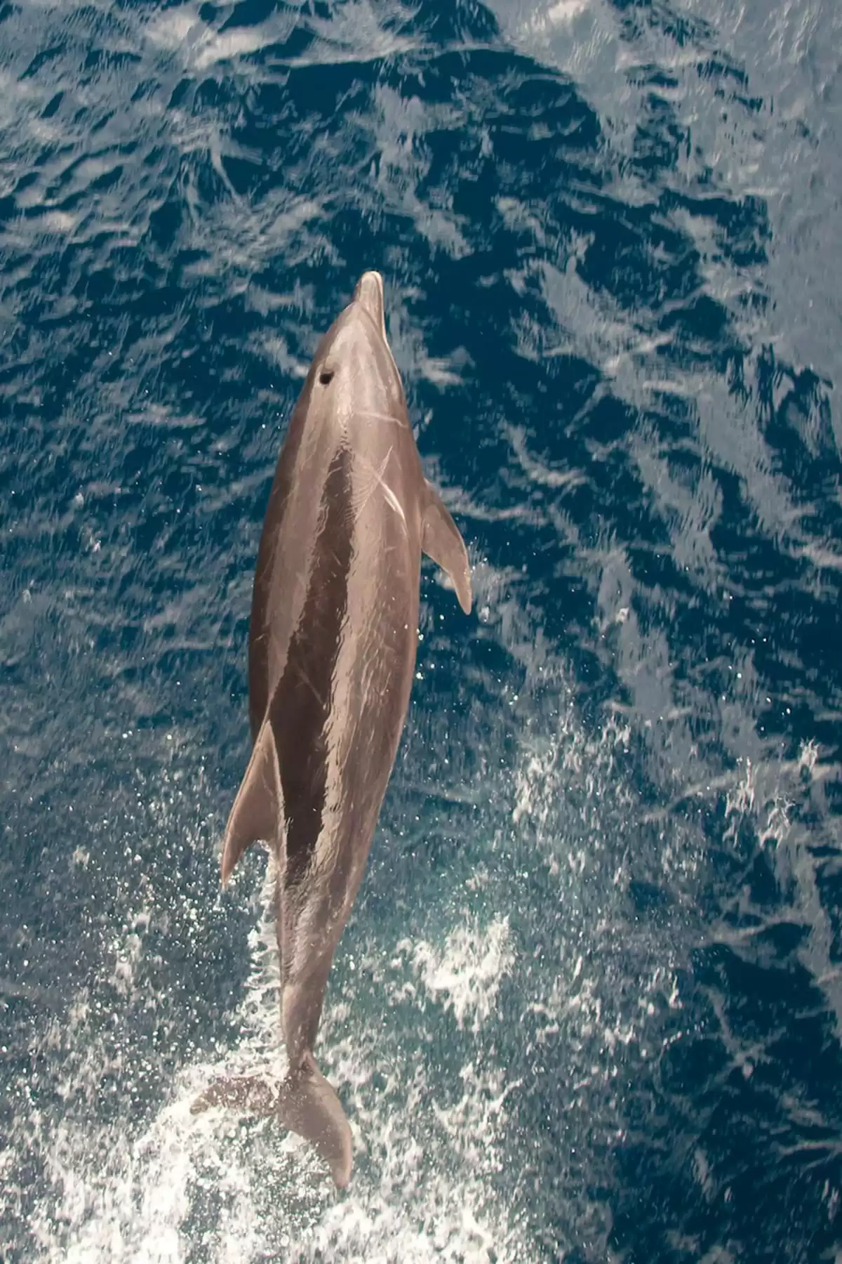 el Silver Origin :  cabine 20