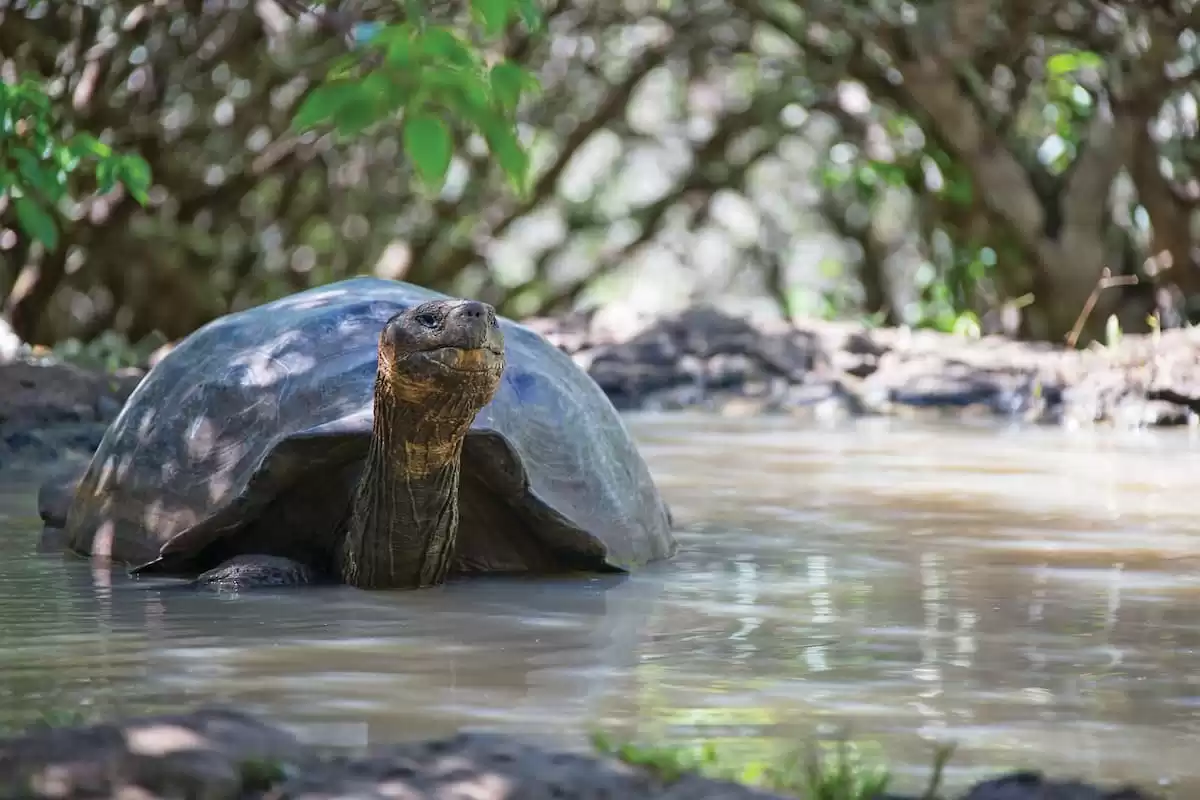 el Silver Origin :  cabine 21