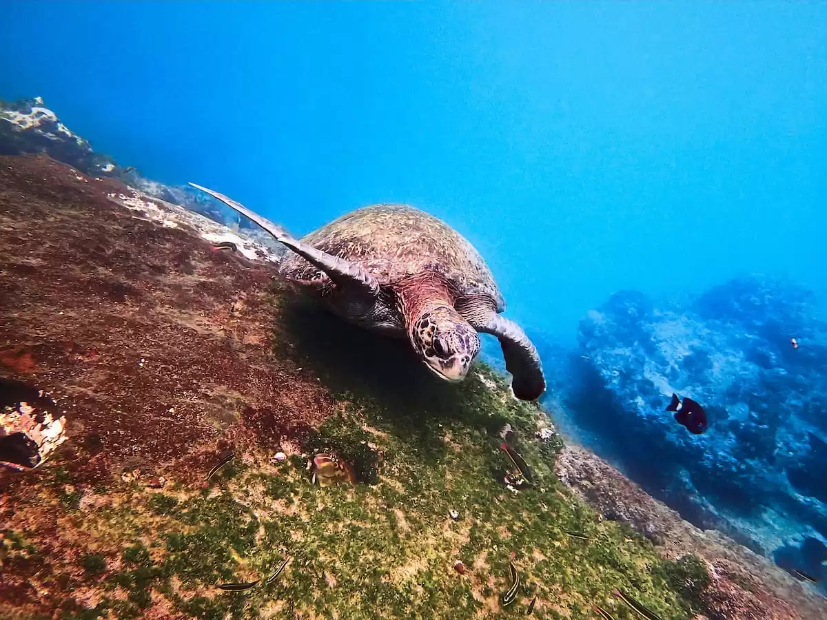 el Silver Origin :  cabine 22