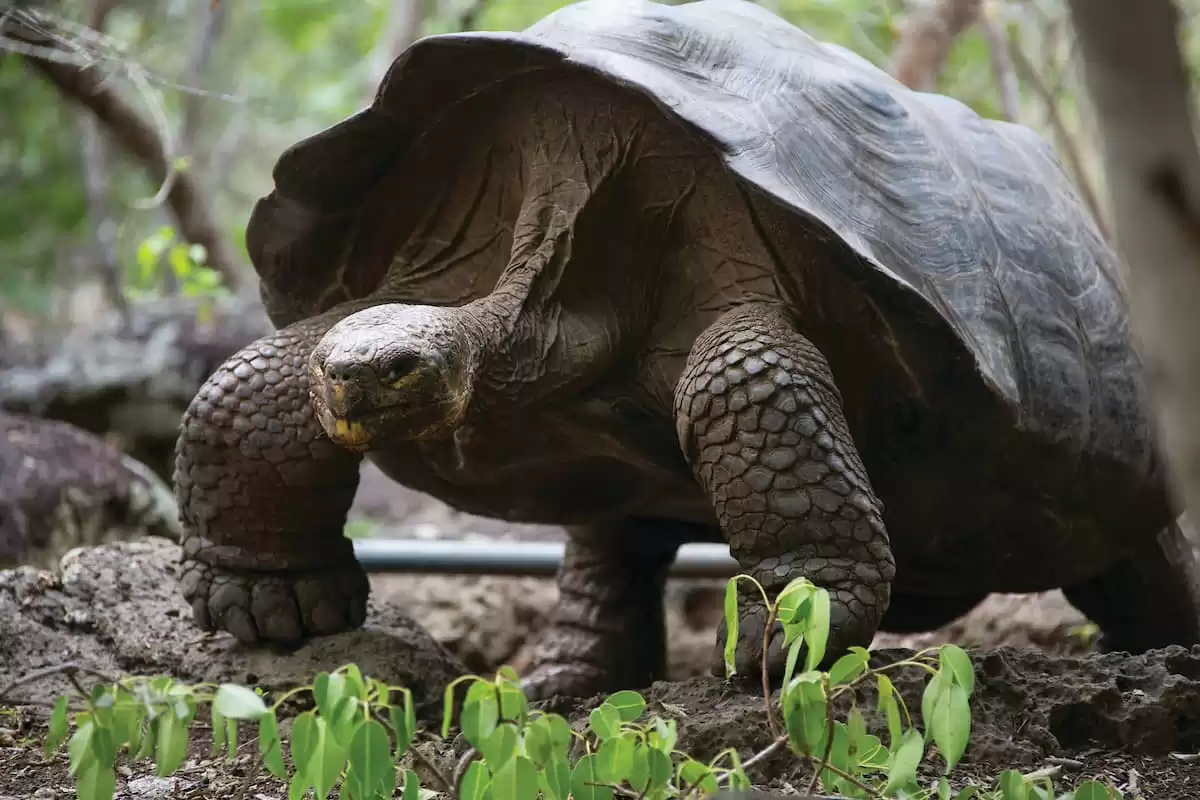 el Silver Origin :  cabine 23