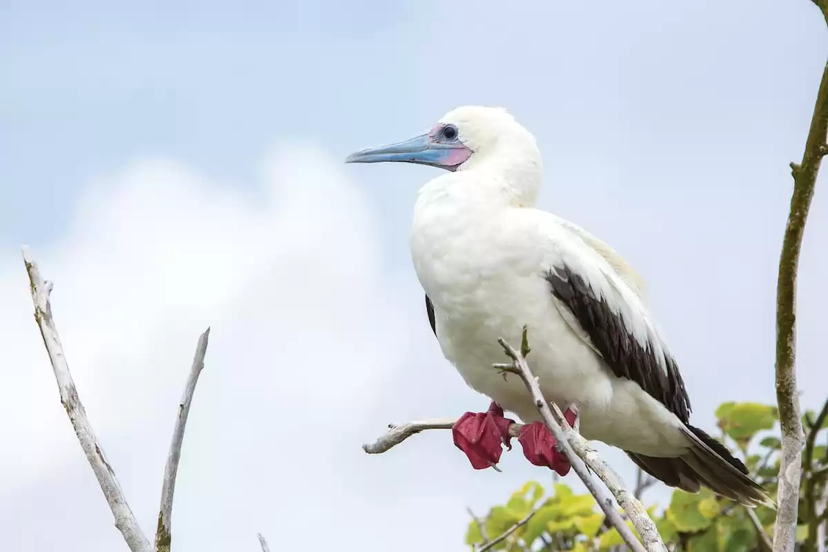 el Silver Origin :  cabine 26