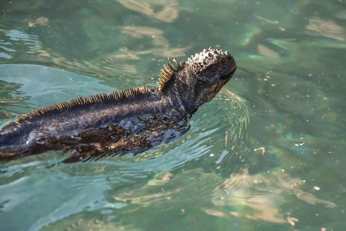 el Silver Origin :  cabine 28