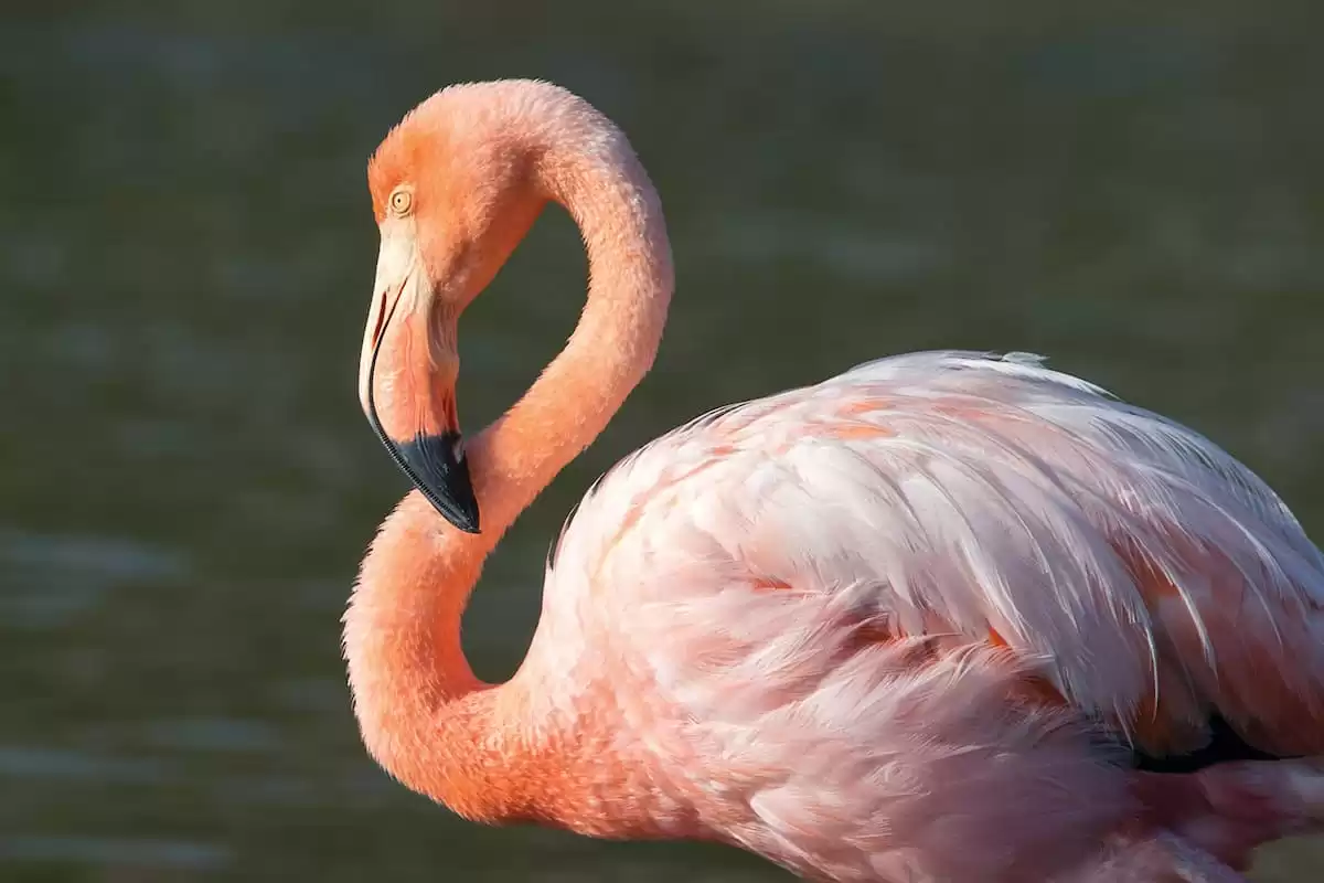 el Silver Origin :  cabine 30