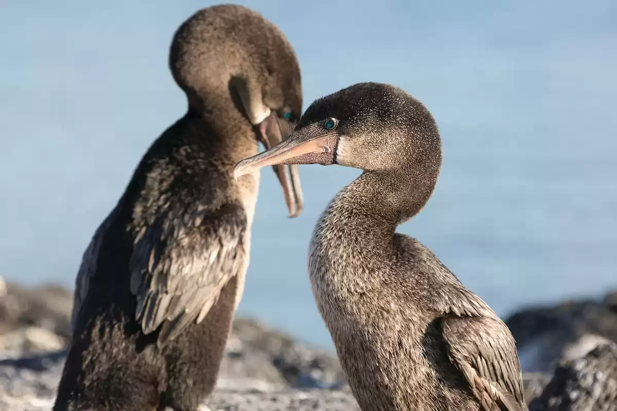 el Silver Origin :  cabine 34