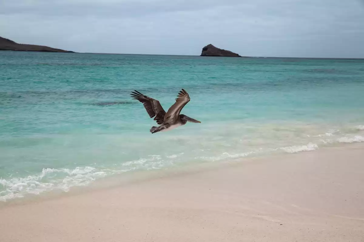 el Silver Origin :  cabine 36