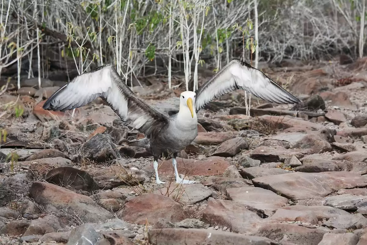 el Silver Origin :  cabine 37