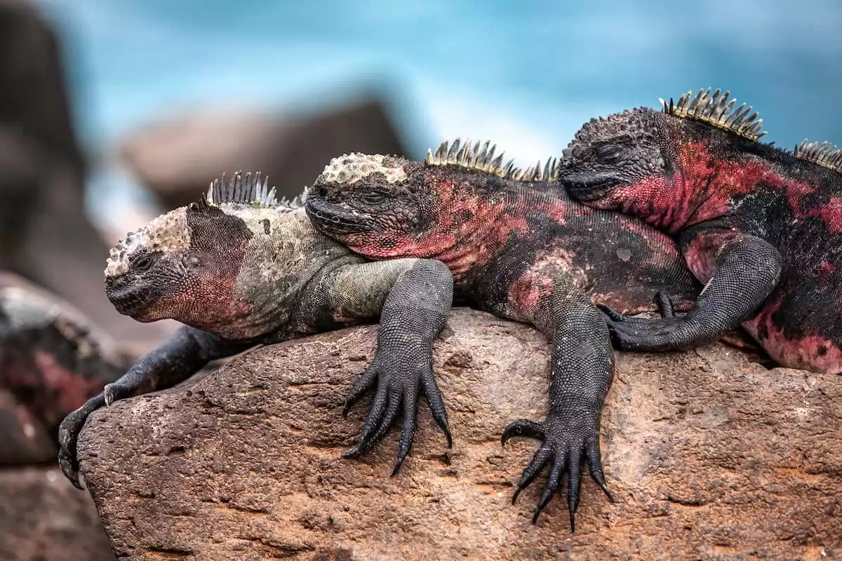 el Silver Origin :  cabine 38