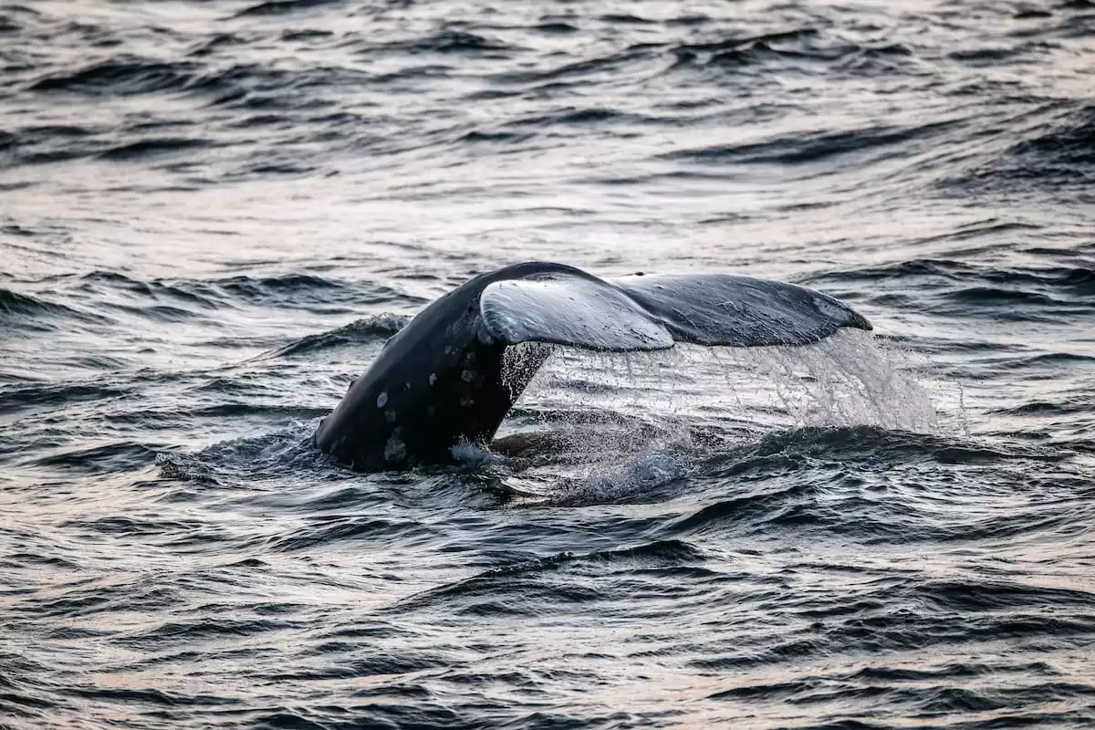 el Silver Wind :  cabine 7