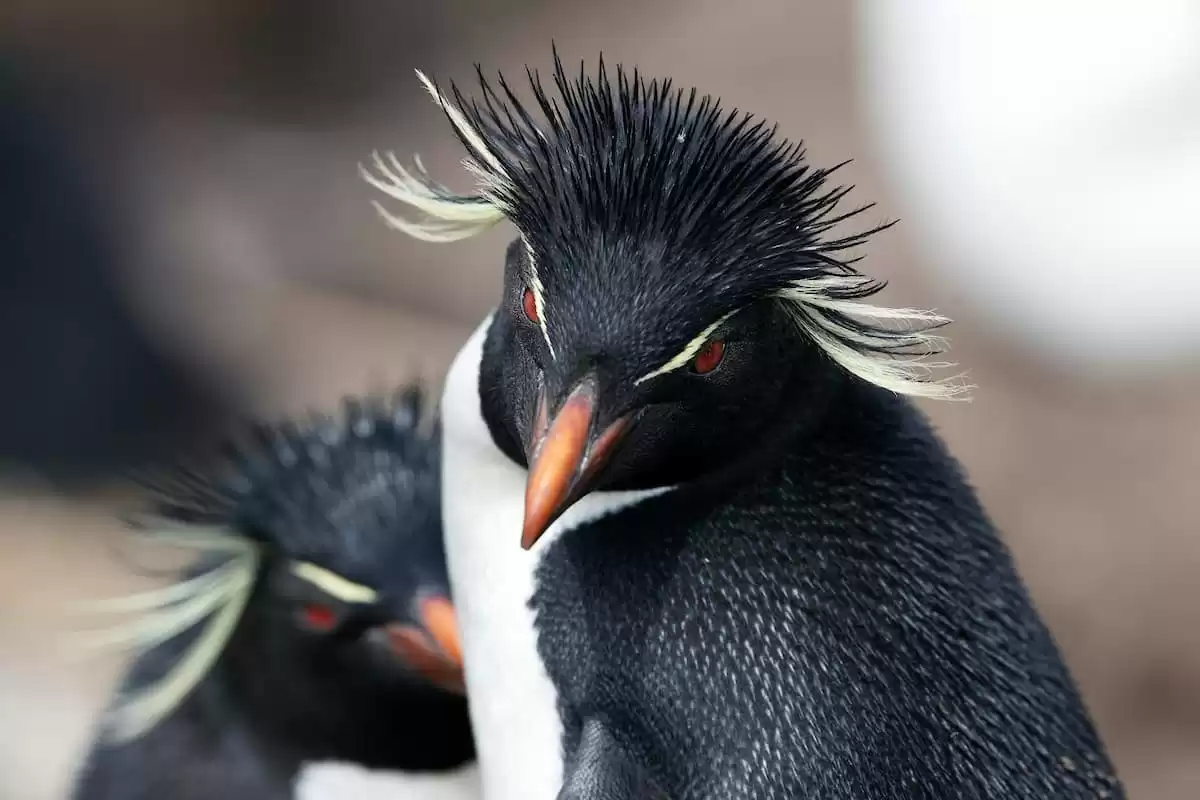 el Silver Wind :  cabine 11