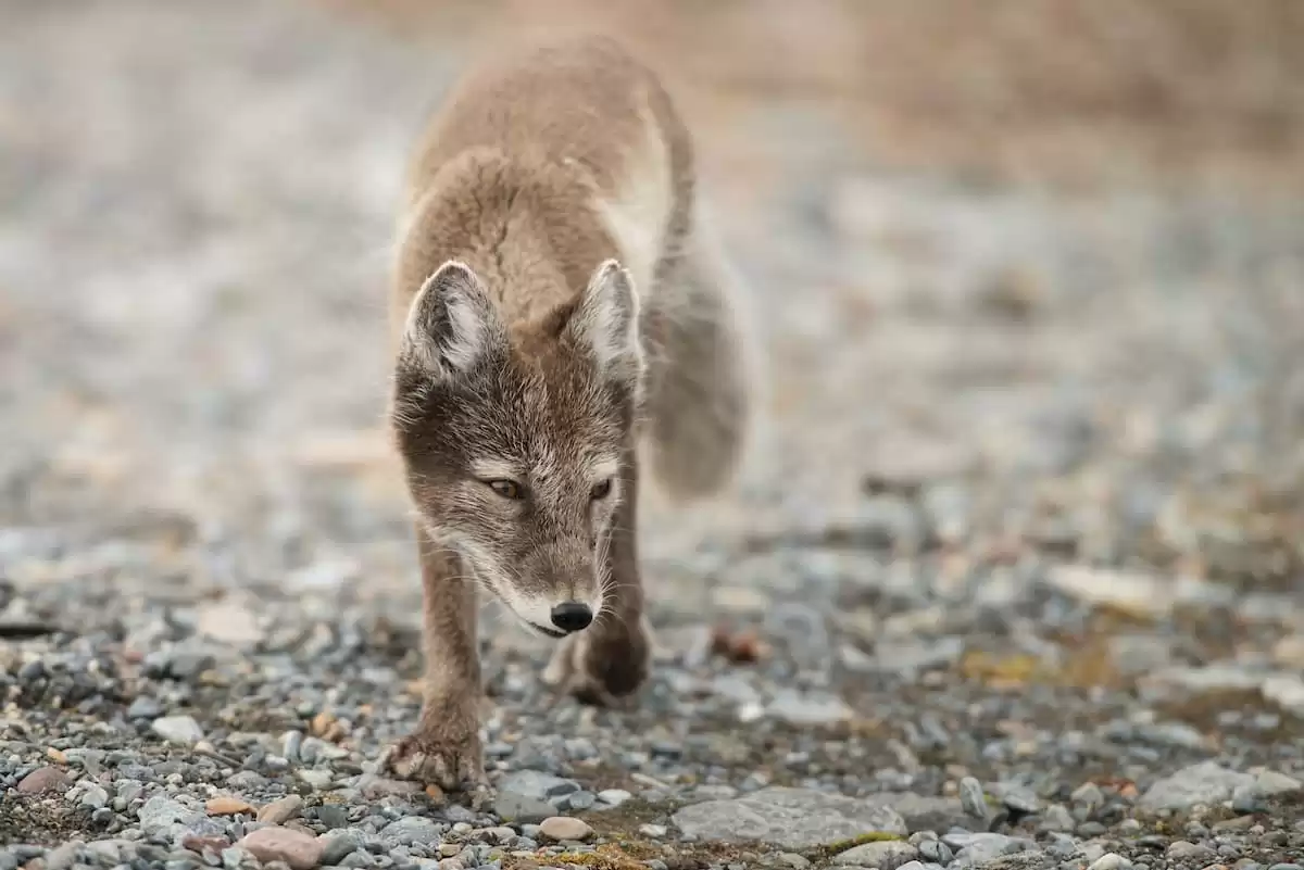 el Silver Wind :  cabine 20