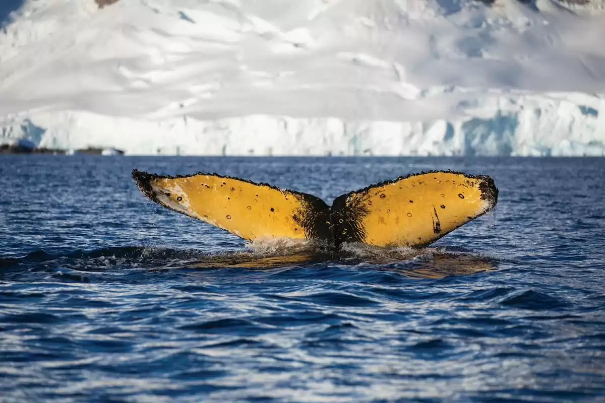 el Silver Wind :  cabine 26