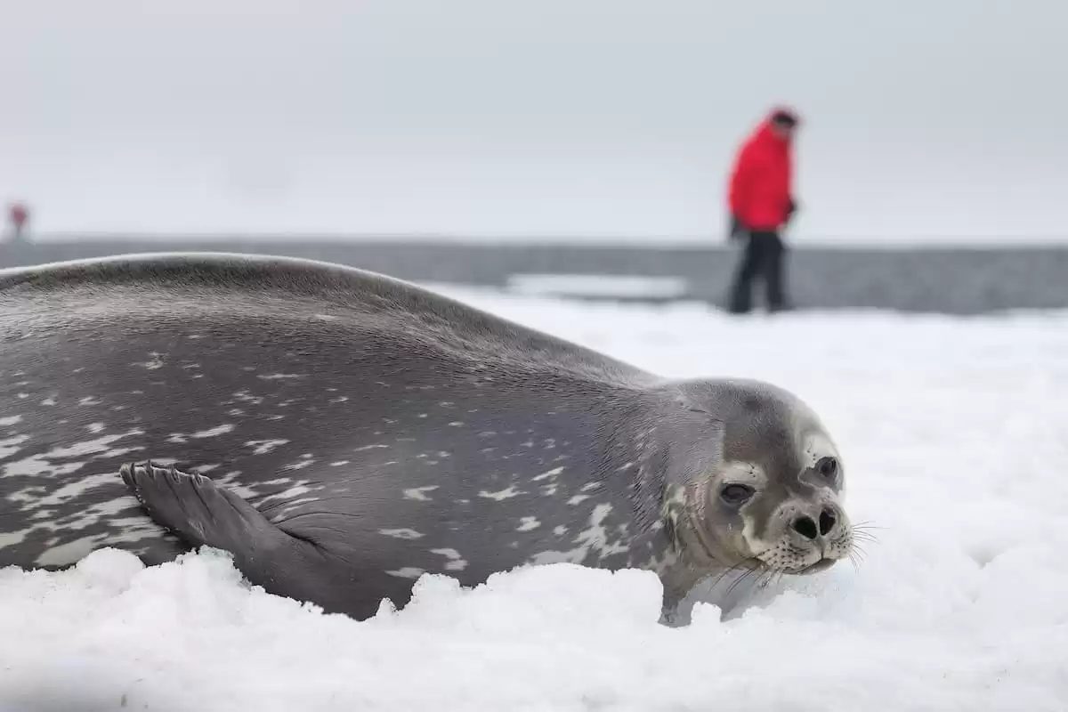 el Silver Wind :  cabine 38