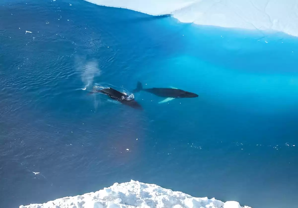 el Silver Wind :  cabine 45