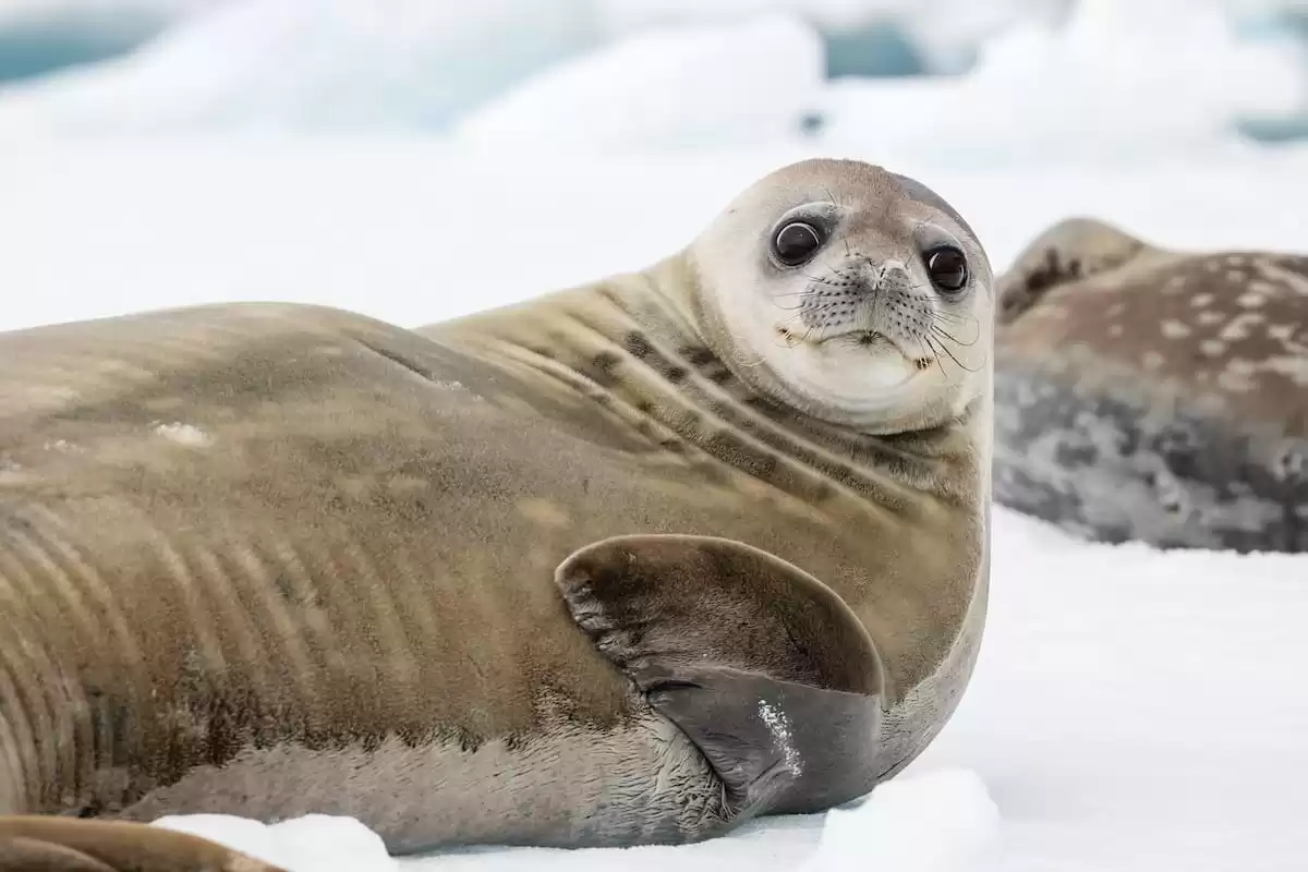 el Silver Wind :  cabine 49