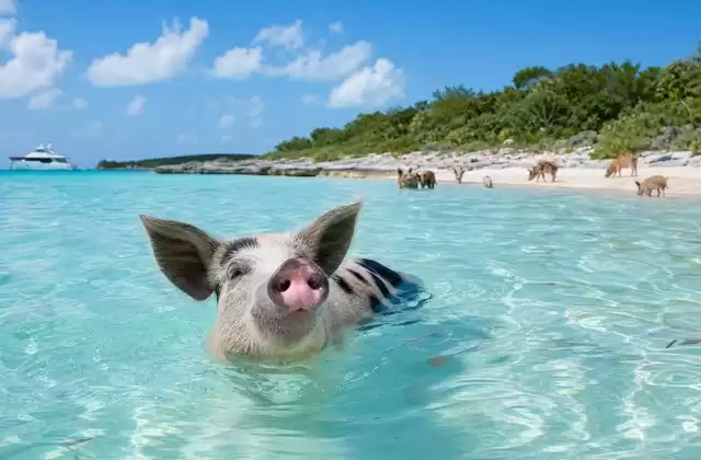 En las Bahamas