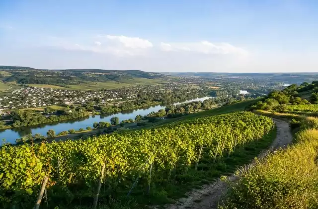 Viñedos de Stadtbredimus