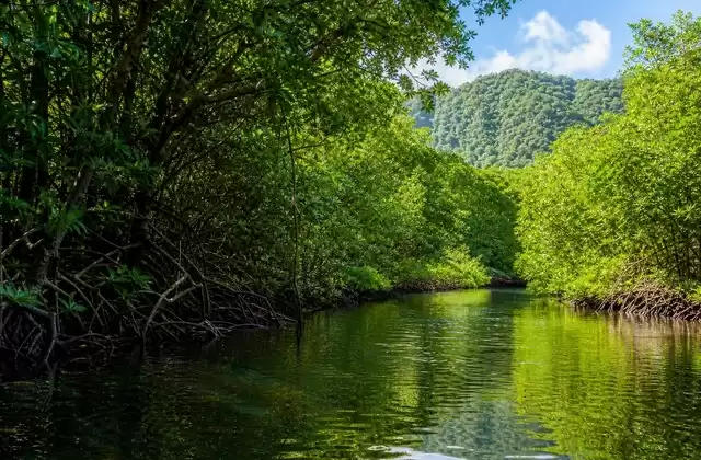 Manglares de Kosrae