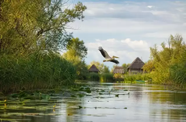 Canales del delta