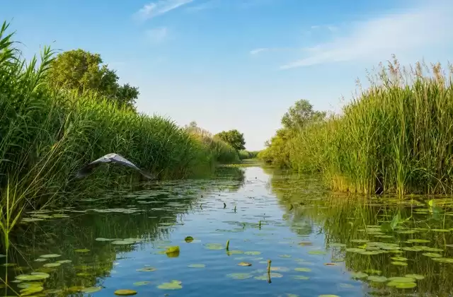 Canales del delta